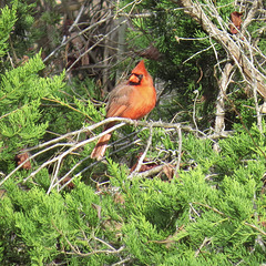 Northern cardinal in a juniper tree