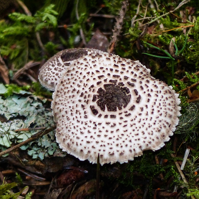 Poisonous Brown-Eyed Parasol / Lepiota helveola