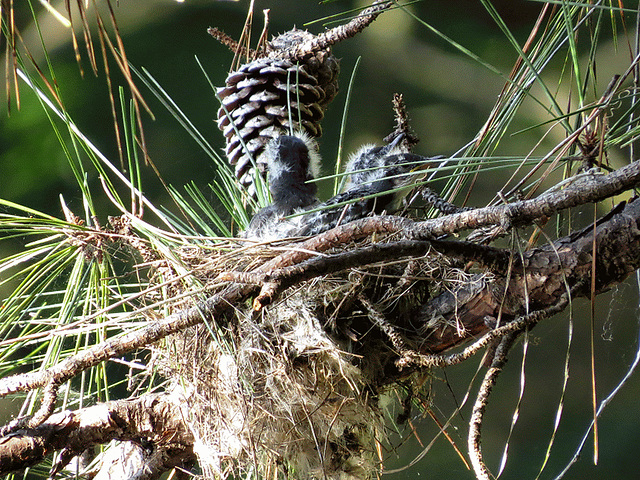 Baby eastern kingbirds in nest