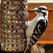 Day 2, Downy Woodpecker, Rondeau PP, Ontario, Canada
