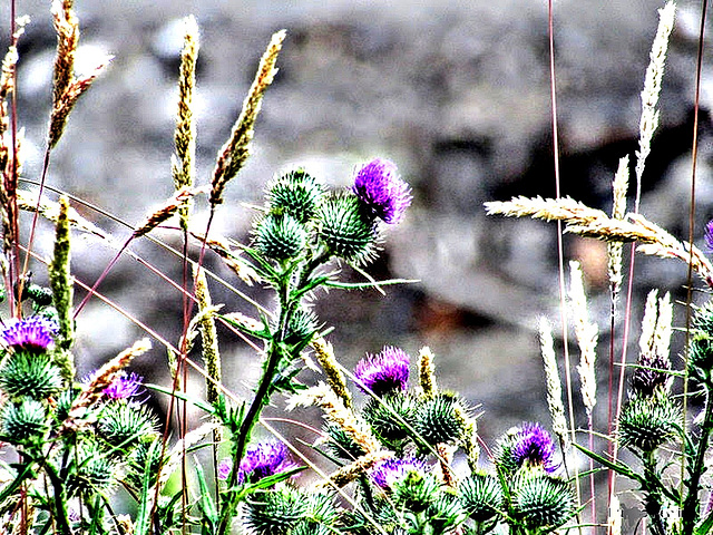 Thistles and grasses,
