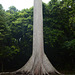 Guatemala, Trunk of the American Sycamore in the National Park of Tikal