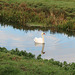 Swan on the Isle