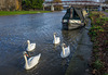 The King's Swans - Cambridge, England