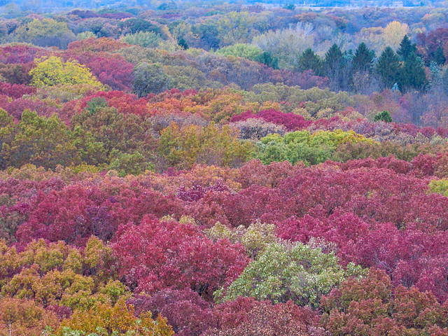 Treetops in Autumn