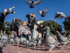 Pigeon Invasion - Barcelona, Spain