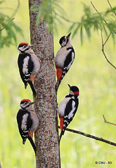 Knock, knock. Who's there? The woodpecker family!