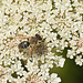 Little Bee Needs ID (2)