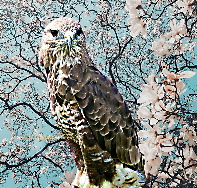 European Buzzard