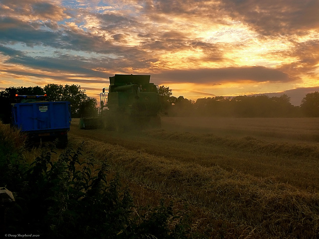 Harvesting at Sunset