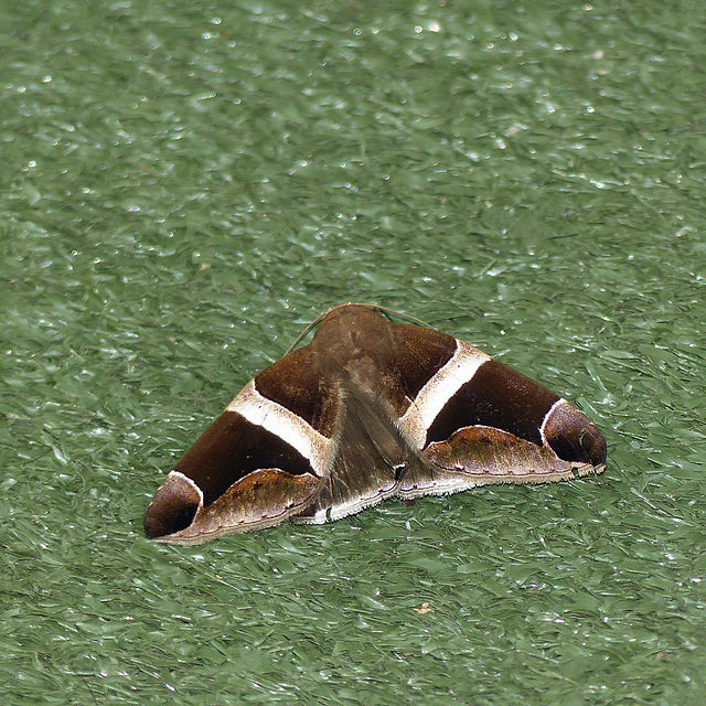 Moth, Asa Wright, Trinidad