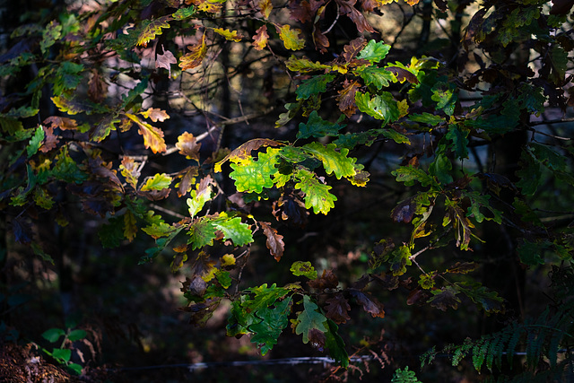 Autumn Oak leaves