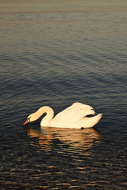 The Swan of Punta Grò