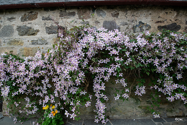 Courtyard Clematis in bloom