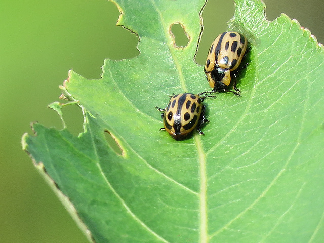 Cottonwood Leaf Beetles