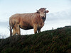 un giovane bovino al pascolo