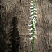 Spiranthes odorata (Fragrant Ladies'-tresses orchid)