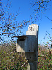 House Wren Nest Box