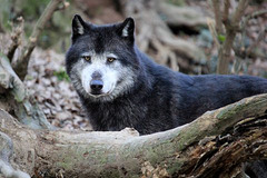 Loup du Canada = Canis lupus (Canidé)