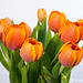 Tulips 092816-001