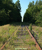 Abandoned Rails Straight Through the Woods