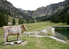 Eine 'Kuh' am Alpsee (Nebelhorn)