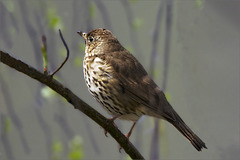Song thrush in spring time