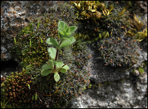 Cerastium glomeratum (1) Cerastium glomeratum (1)