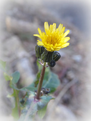 yellow January - Sonchus sp.