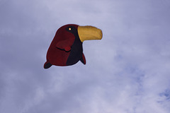Fly, Toucan, Fly