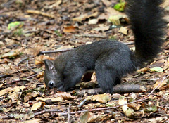 Dieses Eichhörnchen legt Wintervorräte an (PIP)