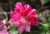 Wissahicken rhododendron