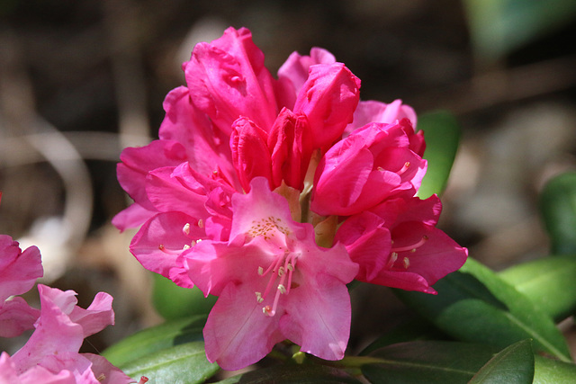 Wissahicken rhododendron