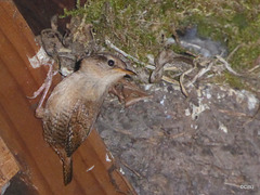 A wren family are the new nest converters