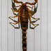 Grand scorpion