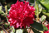 Bessie Howells rhododendron