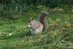 Squirrel in the Park 07