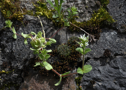 Cerastium glomeratum (2) Cerastium glomeratum (2)