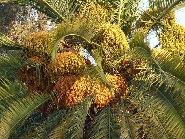 La exhuberancia de los frutos de la palmera