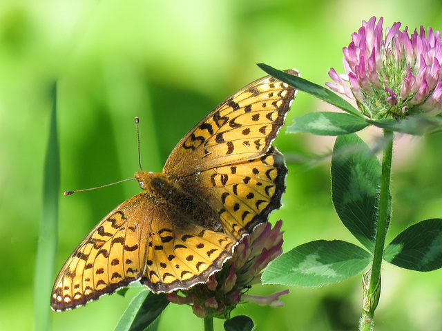 Fritillary on Red Clover