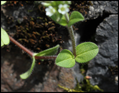 Cerastium glomeratum (3) Cerastium glomeratum (3)