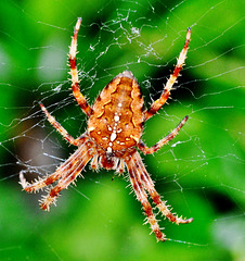Orb Web Spider. Araneus diadematus