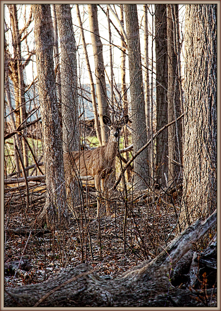 Young Doe, Obscured by Branches