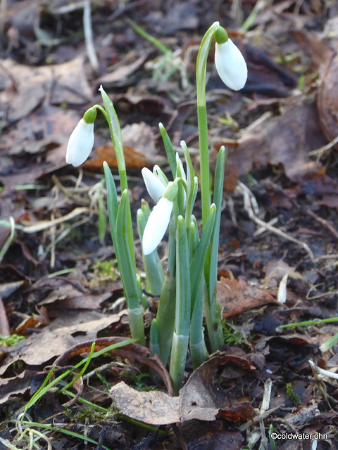 Snowdrops - a week later than last year