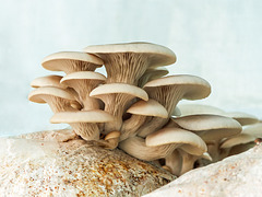 Mushroom beauty