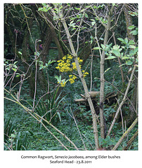 Common Ragwort in Elder bushes Seaford Head 23 8 2011