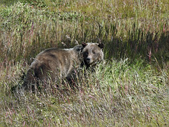 Grizzly Bear sow - mother of two cubs