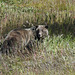 Grizzly Bear sow - mother of two cubs