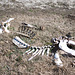 Die Knochen der irgendwelchen Tiere in Jermakiw-Insel