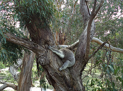rare headless koala